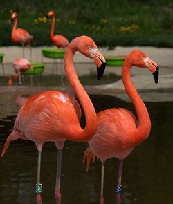 Flamingos in the zoo