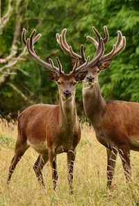 Two killarney red stag
