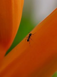 Close-up of fly on orange leaf