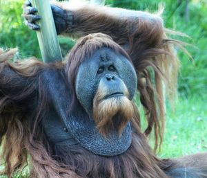 Close-up of monkey sitting on tree