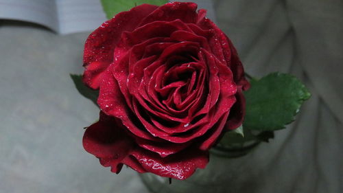 Close-up of red rose