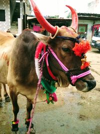 Close-up of cow