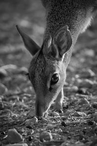 Mono close-up of kirk dik-dik bending down