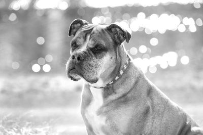 dog