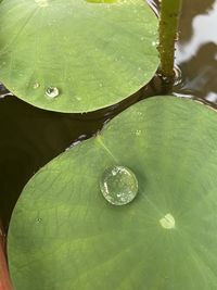 Close-up of raindrops on green leaves