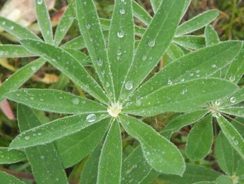 Close-up of wet leaves on rainy day