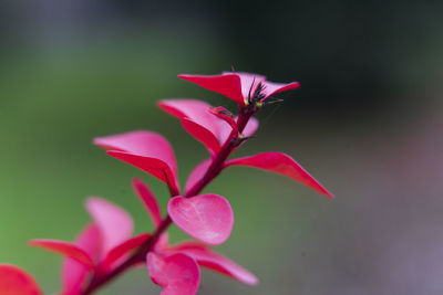 Close-up of pink flowering plant