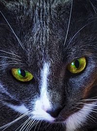 Close-up portrait of cat