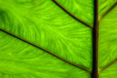 Full frame shot of palm tree