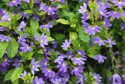 Close-up of purple flowering plants