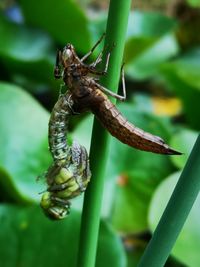 Close-up of insect on plant