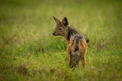 Black-backed jackal stands in grass turning left