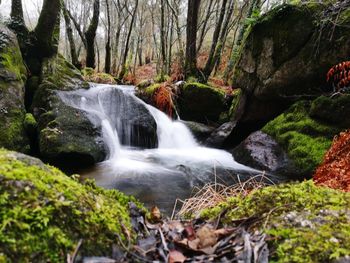 Scenic view of waterfall in forest