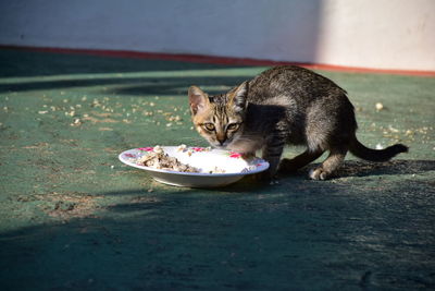 Cat eating food