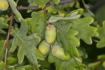 Close-up of fruits growing on plant