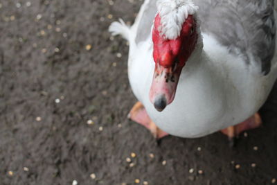 Close-up high angle view of a bird