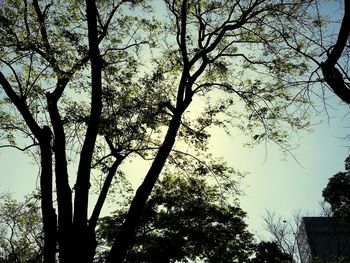 Low angle view of bare trees against sky