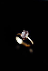 Close-up of seashell against black background