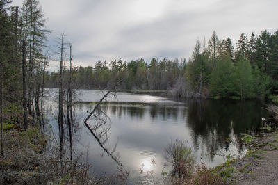 Scenic view of river in forest against sky