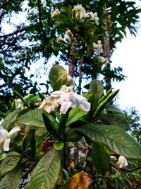 Close-up of white flowers