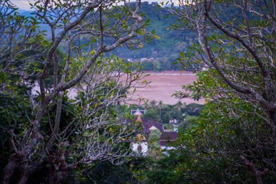 High angle view of trees in forest