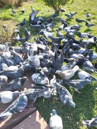 High angle view of pigeons on lake