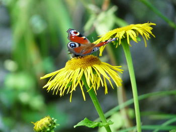 Close-up of butterfly pollinating on yellow flower