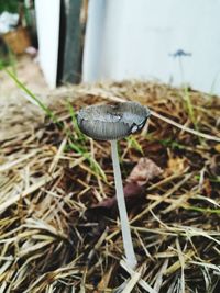 Close-up of mushroom growing on field