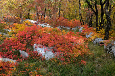 Trees growing on field during autumn