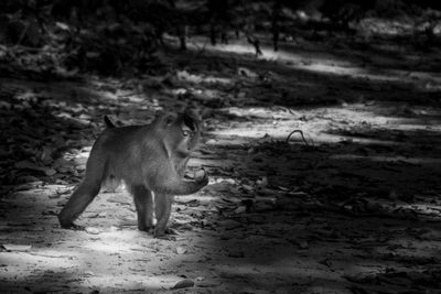 Curious monkey observing fruit black and white