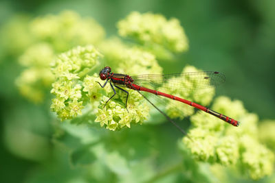 Close-up of insect on flower