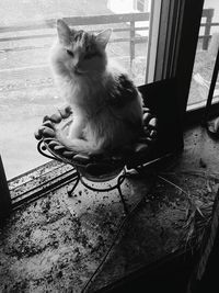 High angle view of cat sitting on window sill