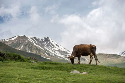 Horse standing on field against mountains