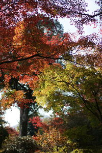 Low angle view of maple tree in forest during autumn