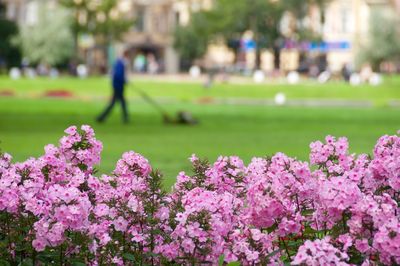 Pink flowers blooming at park