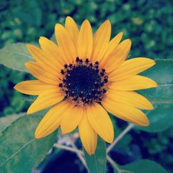 Close-up of yellow flower blooming outdoors