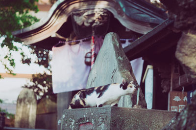 Close-up of cat on built structure
