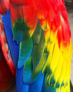 Close-up of scarlet macaw wing