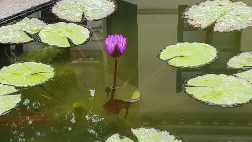 High angle view of water lily amidst leaves in pond