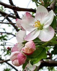 Close-up of pink cherry blossoms in spring