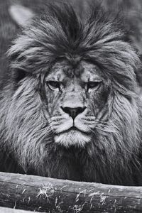 Lion stare,