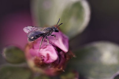 Close-up of insect on pink flower