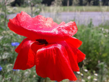 Close-up of red rose flower in park