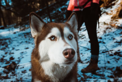 Close-up of dog on snow