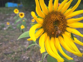 Close-up of bee on sunflower