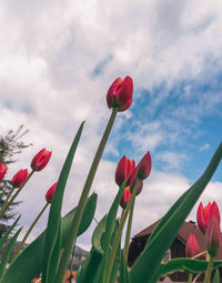 Close-up of red tulips blooming in bloom against sky