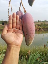 Close-up of hand holding plant