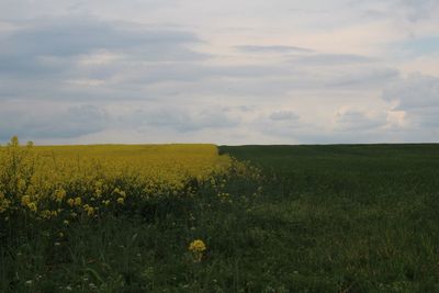 Scenic view of oilseed rape field against sky