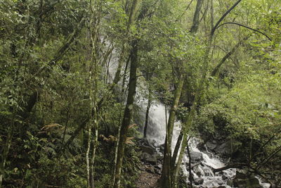 Panoramic shot of trees growing in forest