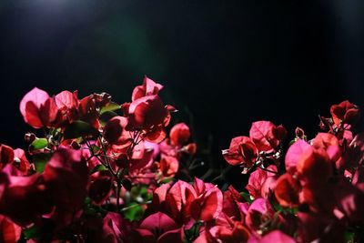 Close-up of pink flowering plants